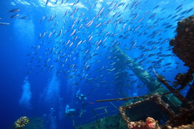 Kızıl denizdeki deniz yaşamı