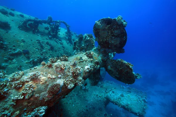 Морське життя в червоному морі — стокове фото