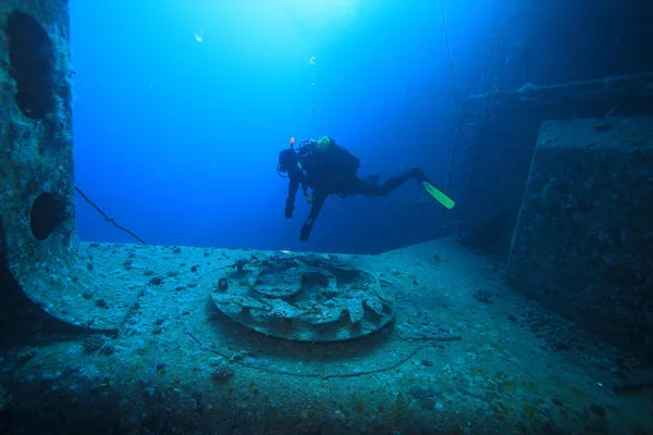 Морське життя в червоному морі — стокове фото