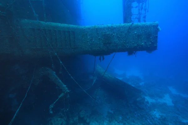 红海中的海洋生物 — 图库照片