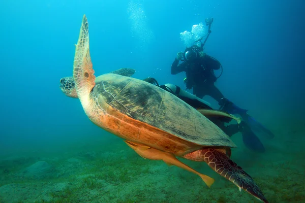 Marine Life in the Red Sea — Stock Photo, Image