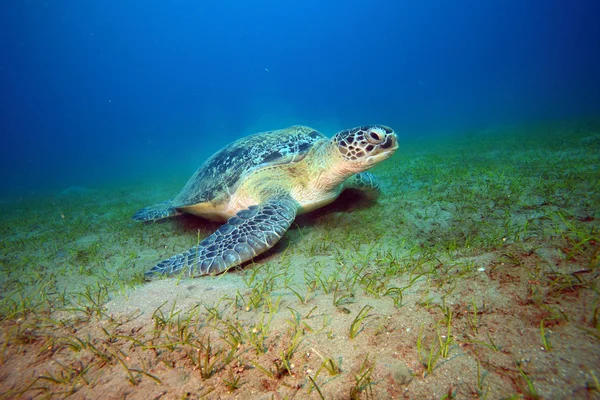 Marine Life in the Red Sea — Stock Photo, Image