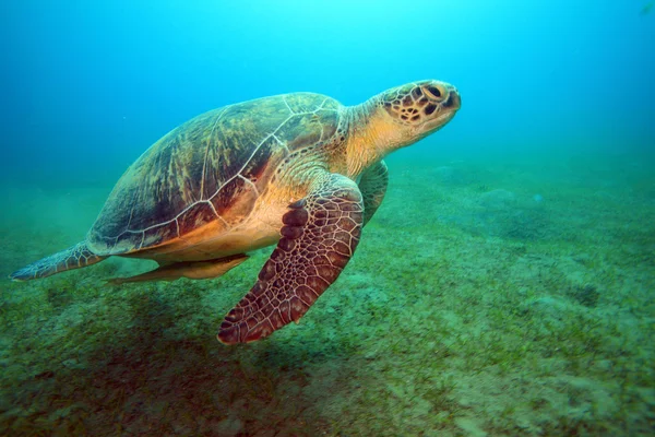 Marine Life in the Red Sea — Stock Photo, Image