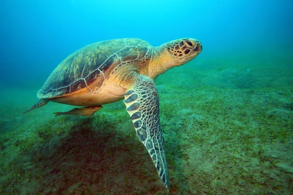 紅海での海洋生物 — ストック写真