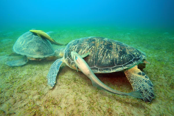 Marint liv i det röda havet — Stockfoto