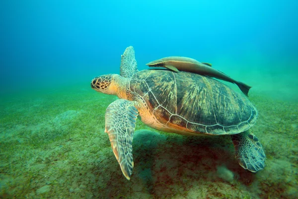 Marine Life in the Red Sea — Stock Photo, Image