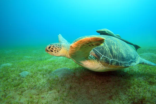 红海中的海洋生物 — 图库照片