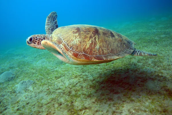 Marint liv i det röda havet — Stockfoto