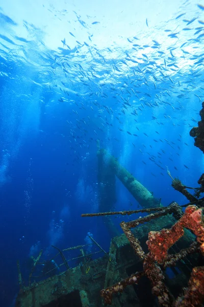 Marine Life in the Red Sea — Stock Photo, Image