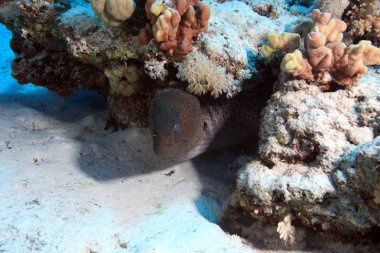 Kızıl denizdeki deniz yaşamı