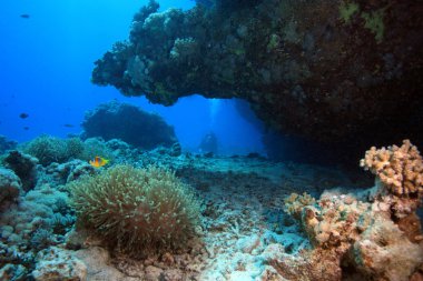 Kızıl denizdeki deniz yaşamı