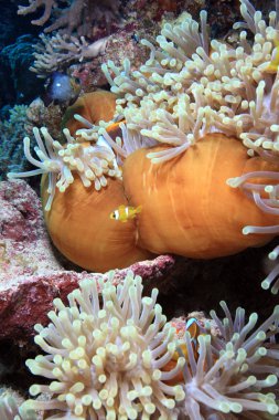 Kızıl denizdeki deniz yaşamı