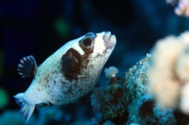 Kızıl denizdeki deniz yaşamı