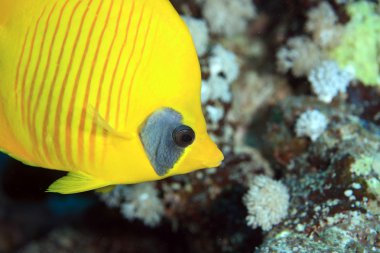 Kızıl denizdeki deniz yaşamı