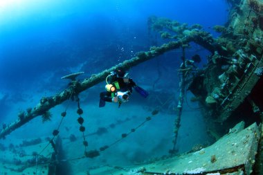 Kızıl denizdeki deniz yaşamı