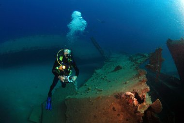 Kızıl denizdeki deniz yaşamı