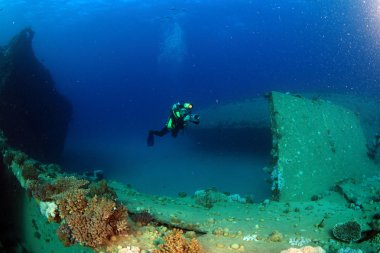 Kızıl denizdeki deniz yaşamı