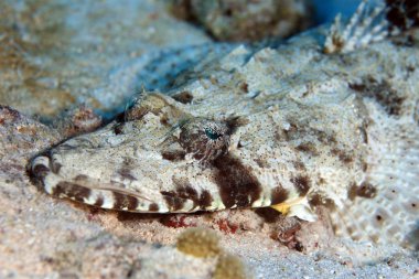 Kızıl denizdeki deniz yaşamı