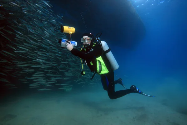 紅海での海洋生物 — ストック写真