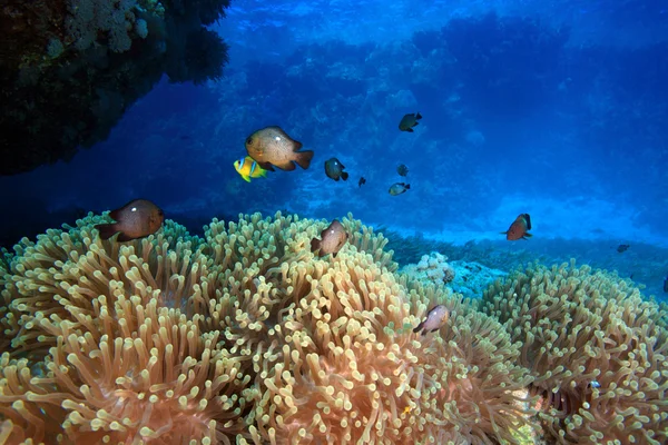 Meereslebewesen im Roten Meer — Stockfoto