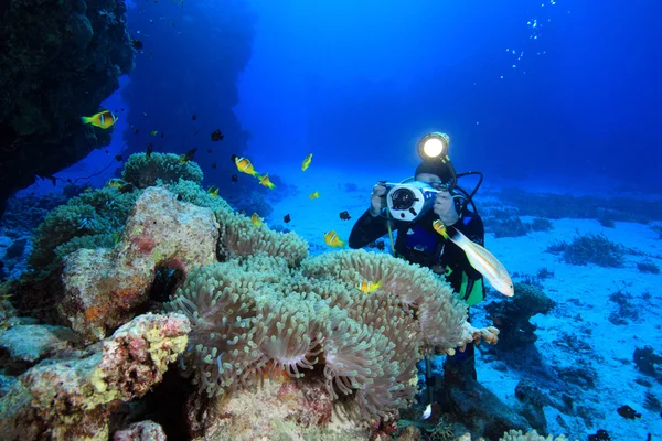 紅海での海洋生物 — ストック写真