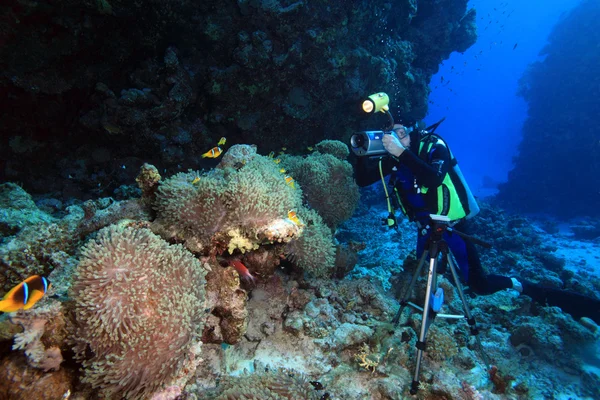 Meereslebewesen im Roten Meer — Stockfoto