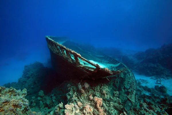 Kızıl denizdeki deniz yaşamı — Stok fotoğraf