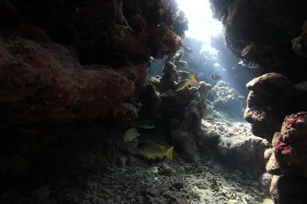 Vie marine dans la mer rouge — Photo