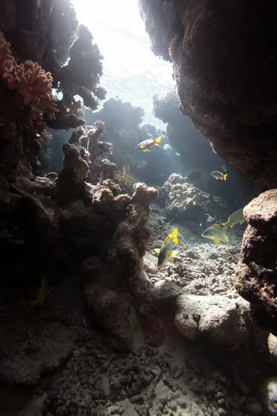 Kızıl denizdeki deniz yaşamı — Stok fotoğraf