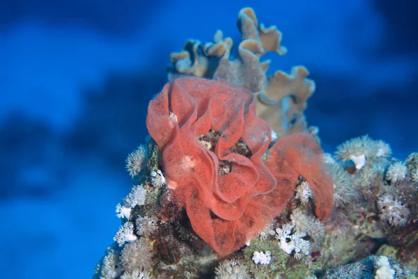 La vida marina en el mar rojo — Foto de Stock