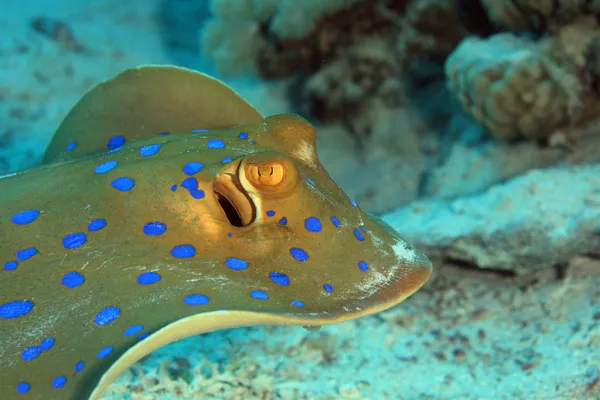 Marine Life in the Red Sea — Stock Photo, Image