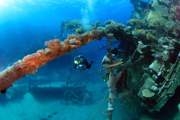 Marine Life in the Red Sea — Stock Photo, Image