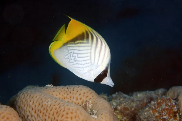 Zeeleven in de rode zee — Stockfoto