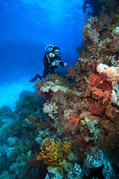 Marine Life in the Red Sea — Stock Photo, Image