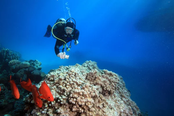 La vida marina en el mar rojo — Foto de Stock