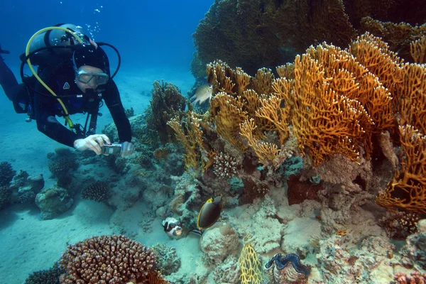 紅海での海洋生物 — ストック写真