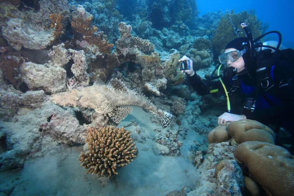 Marine Life in the Red Sea — Stock Photo, Image