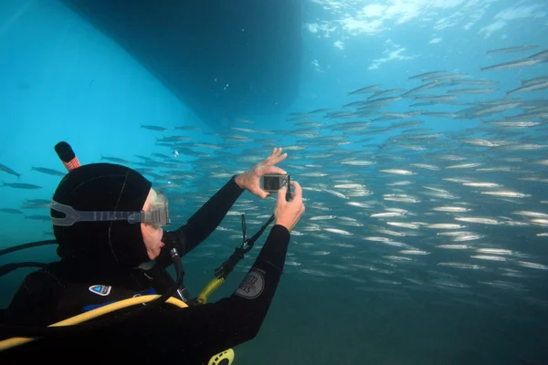 紅海での海洋生物 — ストック写真