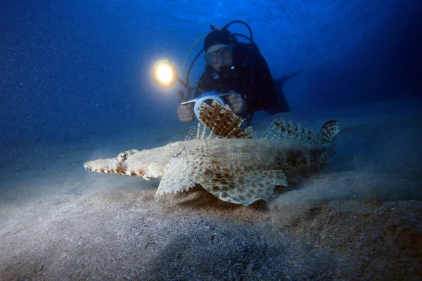 Marine Life in the Red Sea — Stock Photo, Image