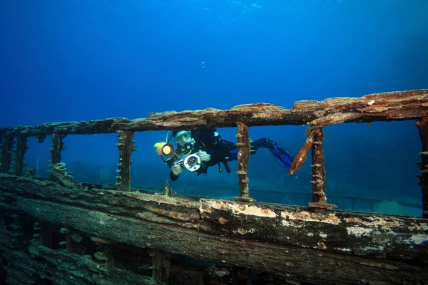 Морське життя в червоному морі — стокове фото