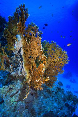 Kızıl denizdeki deniz yaşamı