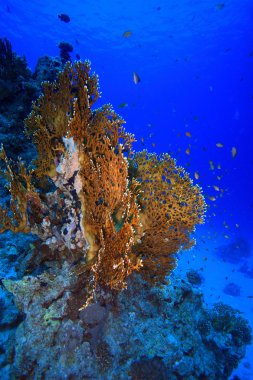 Kızıl denizdeki deniz yaşamı