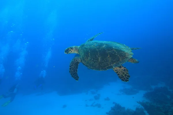 Marine Life in the Red Sea — Stock Photo, Image