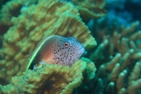 La vida marina en el mar rojo —  Fotos de Stock