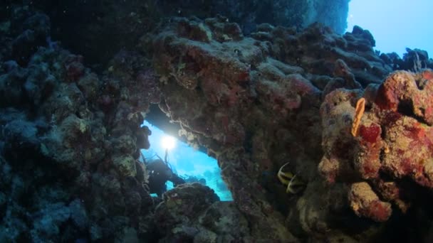 Rudé moře života pod vodou — Stock video
