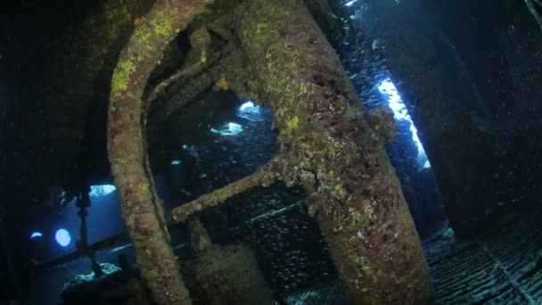 Vida en el Mar Rojo bajo el agua — Vídeo de stock