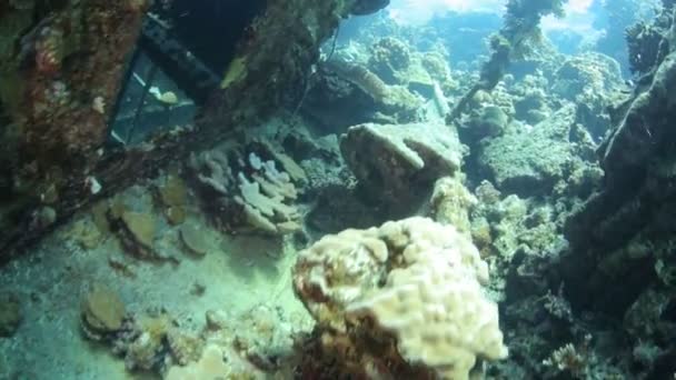 Vida marinha vermelha debaixo de água — Vídeo de Stock