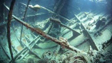 Red sea life su altında