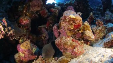 Red sea life su altında