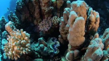 Red sea life su altında